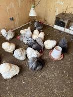 COCHIN kriel, BLAUW & SPLASH !!, Dieren en Toebehoren, Pluimvee, Meerdere dieren, Kip