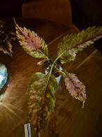 Coleus unicorn x tyra, Huis en Inrichting, Kamerplanten, Ophalen of Verzenden, Overige soorten, Minder dan 100 cm