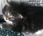 Kittens te koop, Meerdere dieren, Langharig, 0 tot 2 jaar