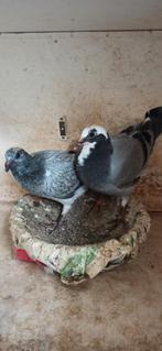 Postduiven jongeduiven, Dieren en Toebehoren, Vogels | Duiven, Mannelijk, Postduif