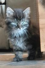 3 knappe katertjes kittens, Meerdere dieren, Kortharig, 0 tot 2 jaar