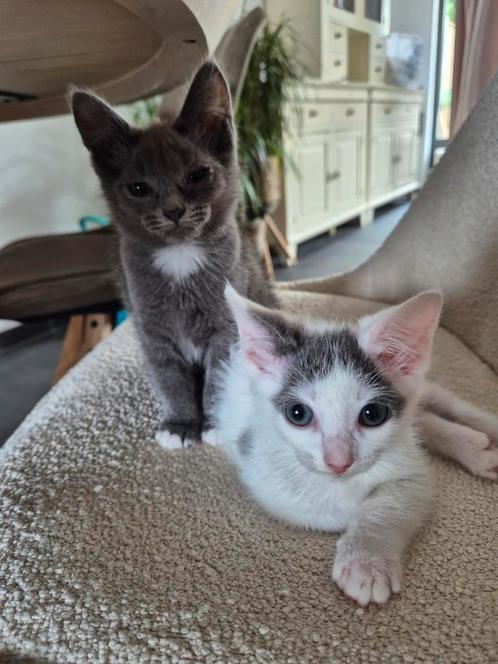 2 zusjes zoeken een huis!, Dieren en Toebehoren, Katten en Kittens | Overige Katten, Kortharig, Poes, 0 tot 2 jaar