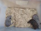 Jonge cavia beertjes 10€/stuk, Dieren en Toebehoren, Knaagdieren, Juni, Mannelijk, Cavia