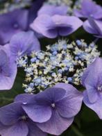 Hydrangea sereta bluebird, Overige soorten, Vaste plant, Ophalen of Verzenden, Halfschaduw