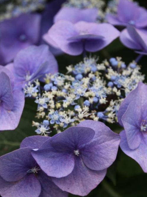 Hydrangea sereta bluebird, Tuin en Terras, Planten | Tuinplanten, Vaste plant, Overige soorten, Halfschaduw, Zomer, Ophalen of Verzenden