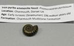 Iron pyrite ammonite fossil - Fossiel 196 miljoen jaar oud, Ophalen of Verzenden, Fossiel