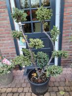 Juniperus chin bleu vormsnoei, Ophalen, Volle zon, Overige soorten