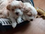 Wij mogen naar een nieuw huisje! Bichon Havanees., Overige rassen, 8 tot 15 weken, Teef, Meerdere