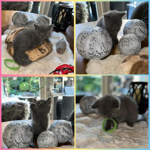 Britse korthaar (Blauw-grijs)/1 langhaar, Dieren en Toebehoren, Katten en Kittens | Raskatten | Korthaar, Meerdere dieren, 0 tot 2 jaar