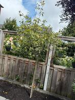 Krentenboompje, Tuin en Terras, Planten | Bomen, Ophalen, Volle zon, Overige soorten, 100 tot 250 cm