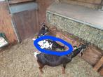 Geit, Dieren en Toebehoren, Schapen, Geiten en Varkens, Mannelijk, Geit, 0 tot 2 jaar
