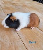 Lieve jonge cavia's, Cavia, Augustus, Meerdere dieren, Tam