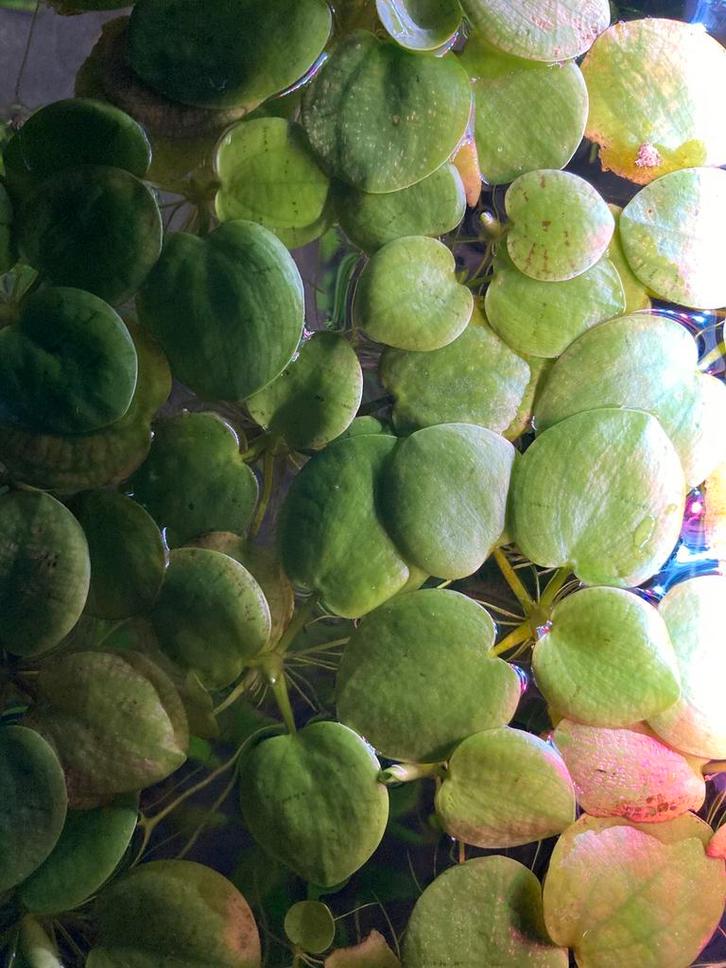 Drijfplant - Limnobium laevigatum - kikkerbeet - aquarium, Dieren en Toebehoren, Vissen | Aquaria en Toebehoren, Nieuw, Plant(en), Steen of Hout