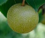 Aziatische Nahsi en ChinaPeren – Halfstam Bomen in Pot, Lente, Overige soorten, In pot, Ophalen of Verzenden