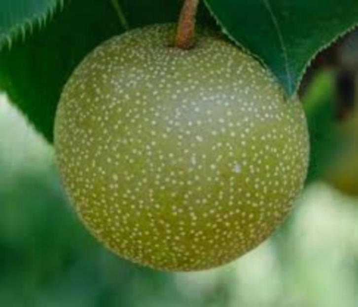 Aziatische Nahsi en ChinaPeren – Halfstam Bomen in Pot, Tuin en Terras, Planten | Fruitbomen, Overige soorten, 100 tot 250 cm