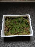 IJSLANDSMOS, Ophalen of Verzenden