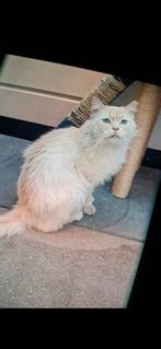 Beloning 500 vermist kat, Dieren en Toebehoren, Kat