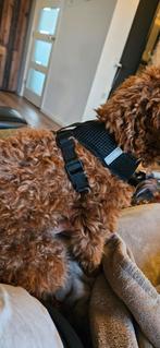 Hondentuigje voor kleine hond of kat, Dieren en Toebehoren, Ophalen of Verzenden, Zo goed als nieuw