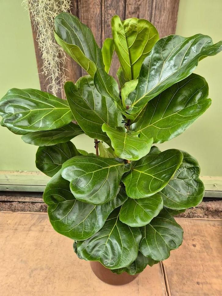 Ficus Lyrata p24 met 3 planten per pot., Huis en Inrichting, Kamerplanten, Ficus, Minder dan 100 cm, Halfschaduw, Ophalen of Verzenden