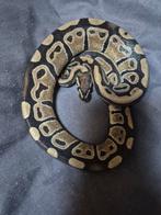 Vrouwelijke ballpythons, Slang, 0 tot 2 jaar