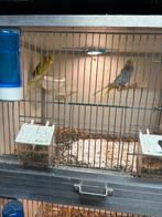 Grasparkieten, Meerdere dieren, Parkiet