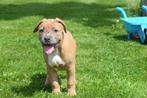Amerikaanse bully pup laatste uit nestje, Rabiës (hondsdolheid), 15 weken tot 1 jaar, Buitenland, Teef