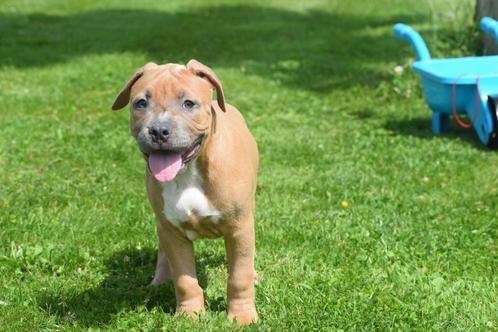 Amerikaanse bully pup laatste uit nestje, Dieren en Toebehoren, Honden | Bulldogs, Pinschers en Molossers, Teef, Bulldog, Fokker | Professioneel