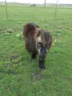 weidegang, Weidegang, 2 of 3 paarden of pony's