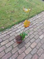 Hazelaar groene hazelaar hazelnoot in pot, Tuin en Terras, Planten | Bomen, In pot, Halfschaduw, Lente, Minder dan 100 cm