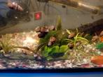 Helena slakken Voor slak plaag in u aquarium te voorkomen, Slak of Weekdier