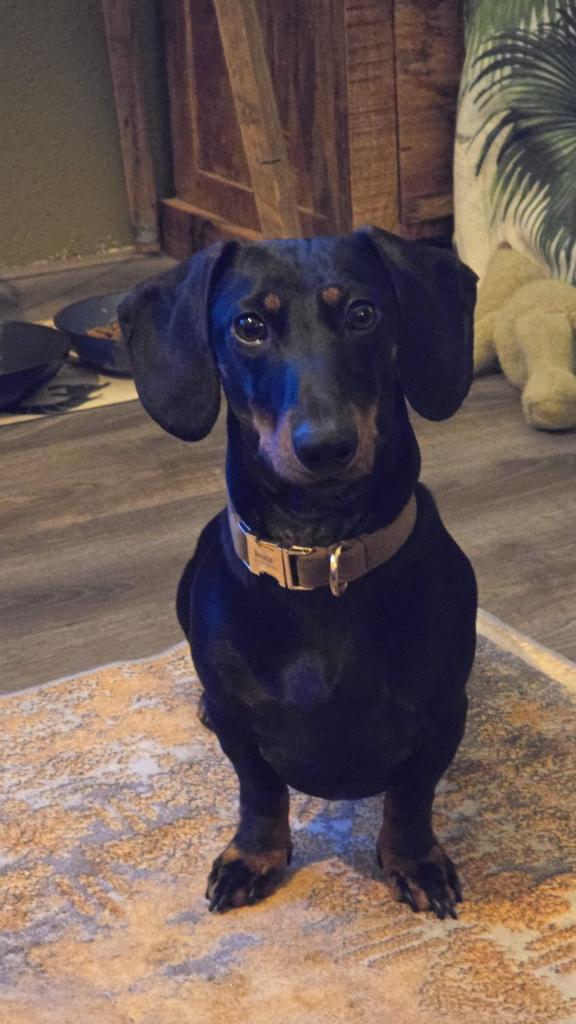 Staat ter dekking mooie dwerg teckel black and tan, Dieren en Toebehoren, Honden | Dekreuen, Reu, Particulier, Eén hond, Buitenland