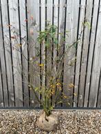 Krentenboompje Amelanchier meerstam leverbaar tot 250 cm, Ophalen, Overige soorten, Struik, 100 tot 250 cm