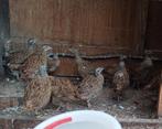 30 jonge europese patrijzen, Meerdere dieren, Geringd