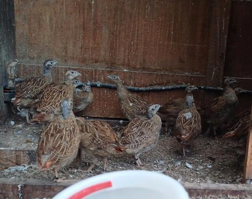 30 jonge europese patrijzen, Dieren en Toebehoren, Vogels | Overige Vogels, Meerdere dieren, Geringd