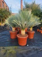 Yucca rostrata xxl, Tuin en Terras, Ophalen of Verzenden, Overige soorten, Volle zon