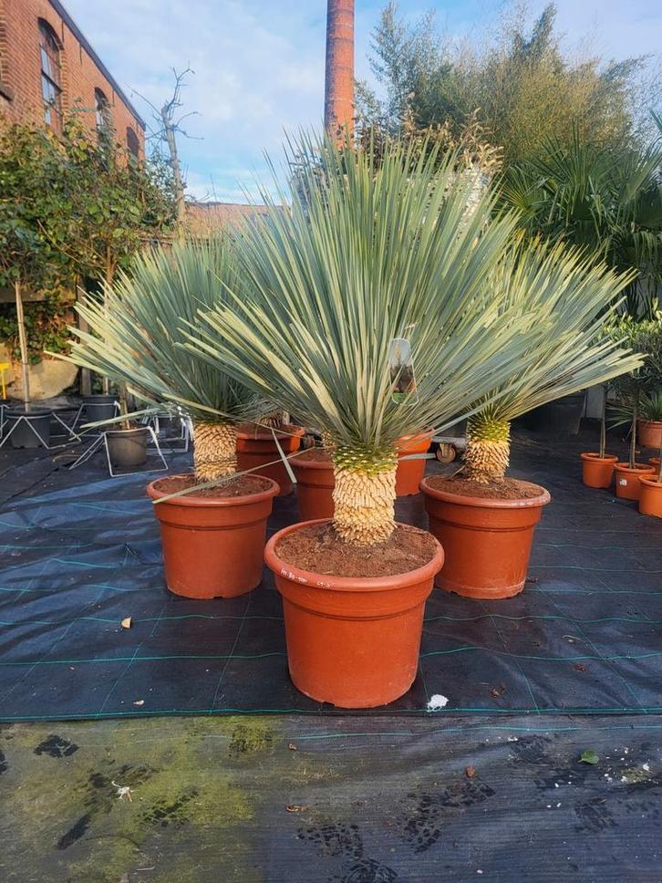 Yucca rostrata xxl, Tuin en Terras, Planten | Tuinplanten, Overige soorten, Volle zon, Ophalen of Verzenden