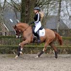 Dresscode Nightingale, Dieren en Toebehoren, Gechipt, Dressuurpony, Zadelmak, 3 tot 6 jaar