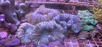 Koraal stekken, Dieren en Toebehoren, Vissen | Aquariumvissen, Overige typen, Zoutwatervis