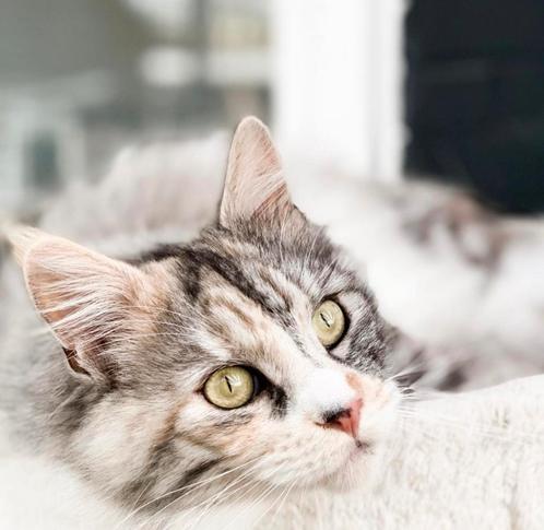 2 maine coon met stamboom en 2 kruising, Dieren en Toebehoren, Katten en Kittens | Raskatten | Langhaar, Poes, Met stamboom