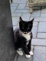 3 boerderij kittens per direct mogen ze weg, Dieren en Toebehoren, Katten en Kittens | Overige Katten, Kater, 0 tot 2 jaar