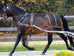 Groot assortiment tuigen voor uw marathonwagen, Dieren en Toebehoren, Paarden en Pony's | Hoofdstellen en Tuigage, Nieuw