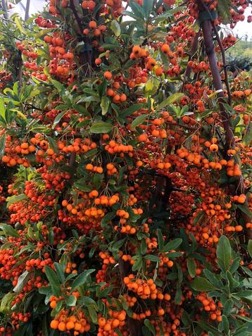 /Pyracantha beschikbaar voor biedingen