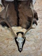 Edelhert gewei. Landelijk- Mancave - Decoratie, Ophalen, Zo goed als nieuw, Hert, Gewei of Kop