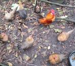 Koppeltje Oud Hollandse kriel, Dieren en Toebehoren, Pluimvee, Meerdere dieren, Kip