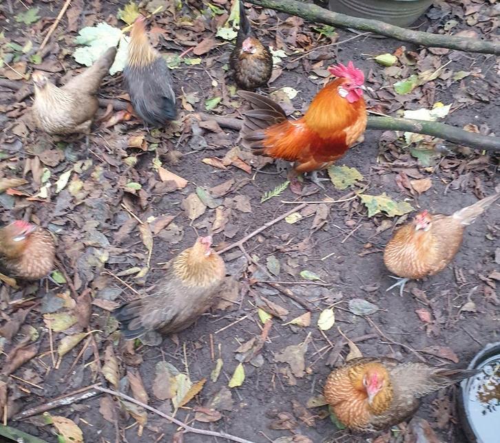 Koppeltje Oud Hollandse kriel, Dieren en Toebehoren, Pluimvee, Kip, Meerdere dieren