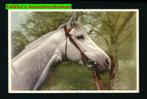 Mooie ansicht paarden J21-25, Verzamelen, Ansichtkaarten | Themakaarten, 1940 tot 1960, Ongelopen, Ophalen of Verzenden