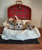 Boomer pups ( reutjes ), Dieren en Toebehoren, Honden | Chihuahua's en Gezelschapshonden, CDV (hondenziekte), 8 tot 15 weken, Meerdere