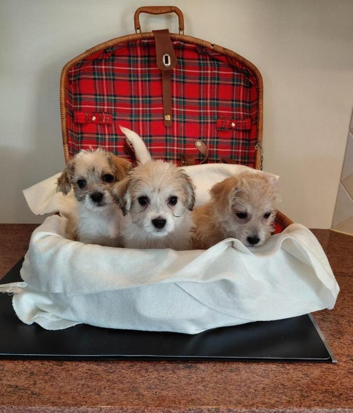 Boomer pups ( reutjes ), Dieren en Toebehoren, Honden | Chihuahua's en Gezelschapshonden, Reu, Overige rassen, Particulier, Meerdere