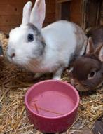 Lieve voedster opzoek naar 5* huisje, Dieren en Toebehoren, Konijnen, Vrouwelijk, 3 tot 5 jaar