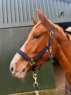 Nieuwe Profi-rider halsters en touwen, Dieren en Toebehoren, Ophalen of Verzenden, Nieuw, Overige soorten